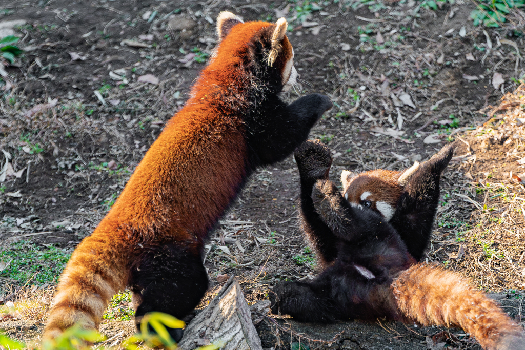 動物園の人気者　９６