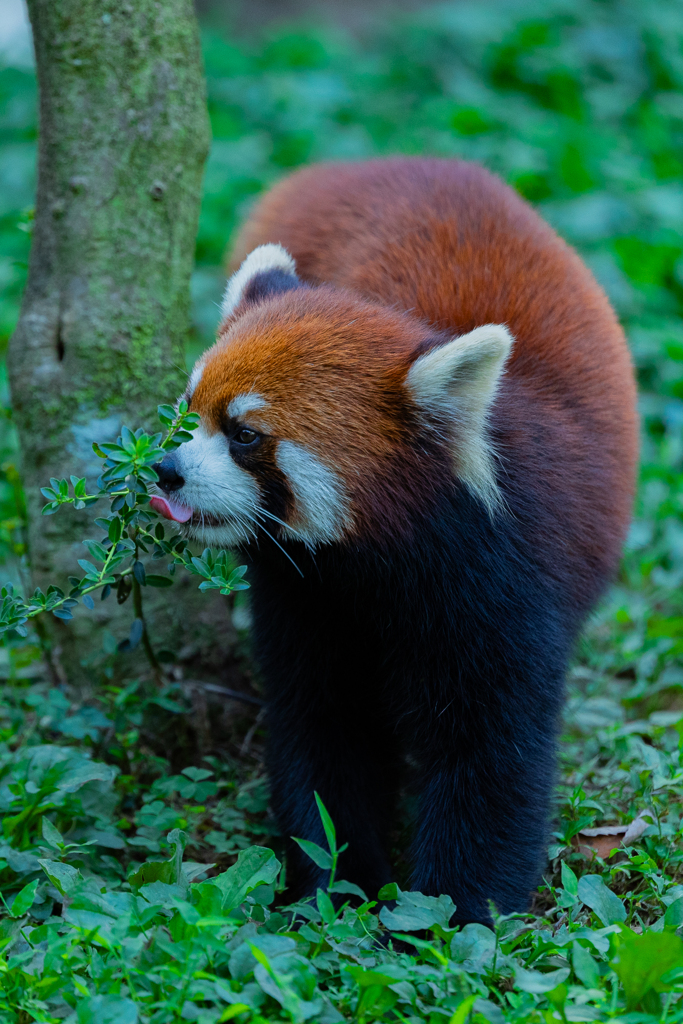 動物園の人気者　その２９