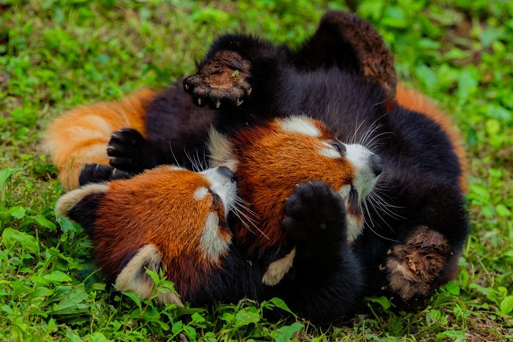 動物園の人気者　その４３