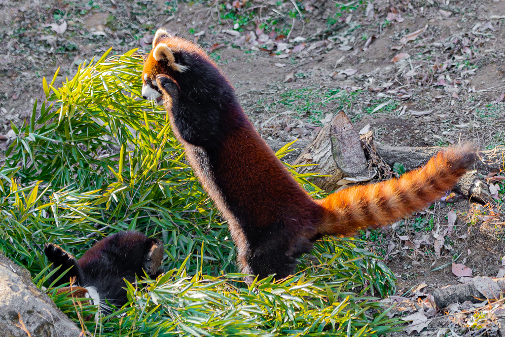 動物園の人気者　６４