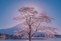 朝日を浴びて…Sakura降臨！