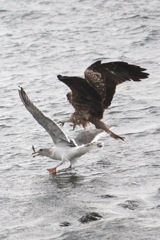 襲われて……落としちゃった…