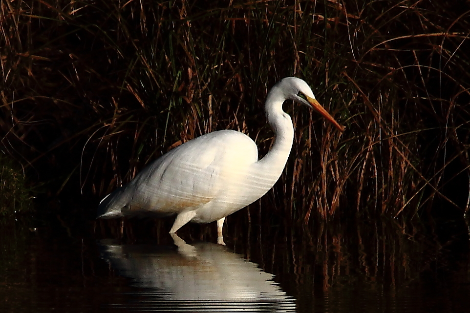 狙ってます……