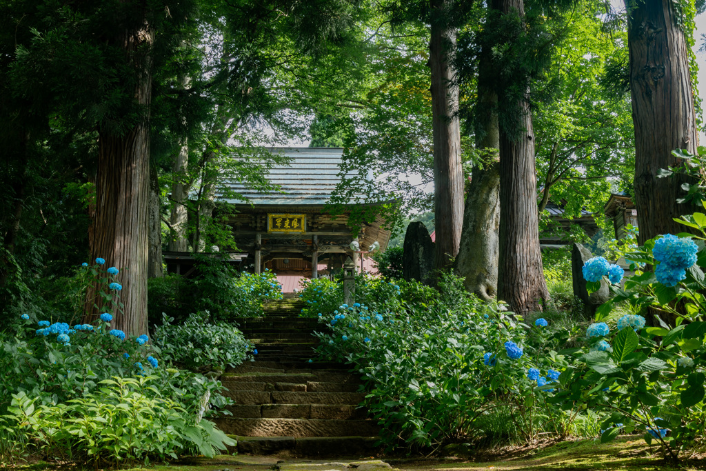 紫陽花の似合う寺