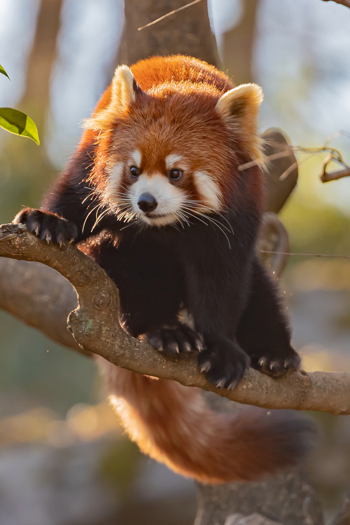 動物園の人気者　その２