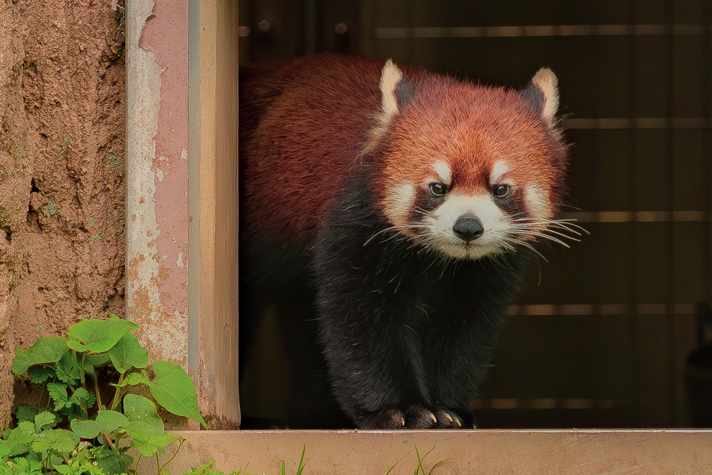 動物園の人気者　１１６