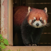 動物園の人気者　１１６