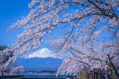 桜満開！春のコラボレーション