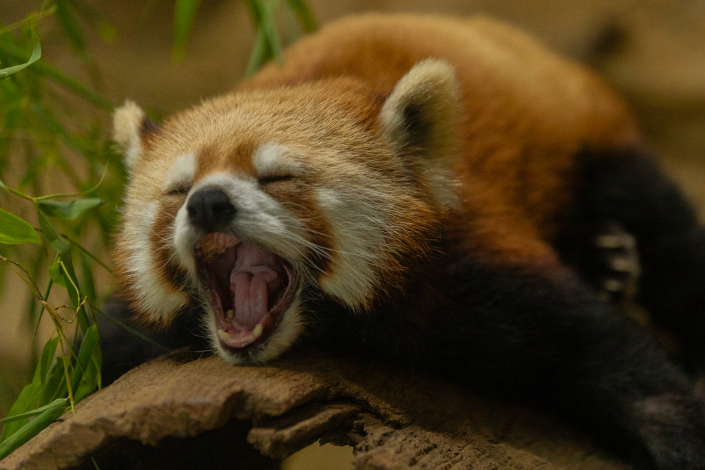 動物園の人気者　その５