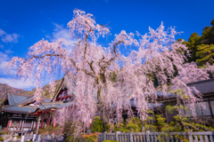 久遠寺の枝垂れ桜