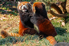 動物園の人気者　５８