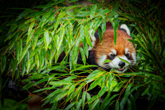 動物園の人気者　１１９