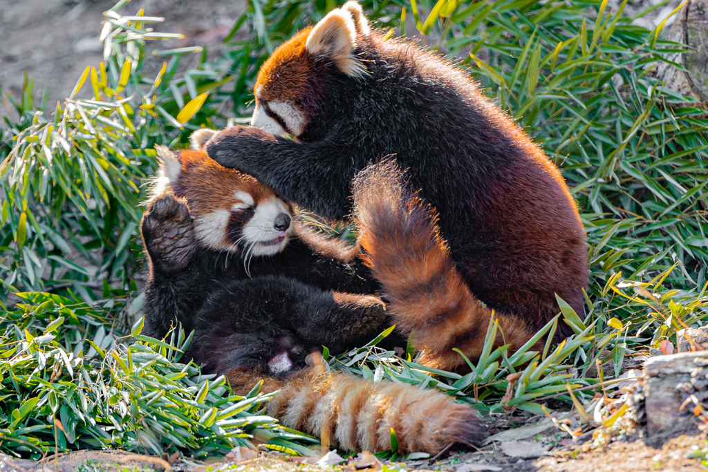 動物園の人気者　６６