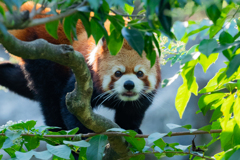 動物園の人気者　その４０