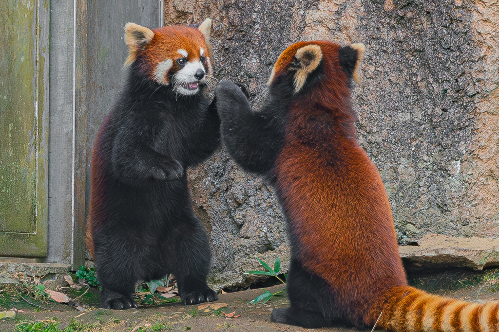 動物園の人気者　７３