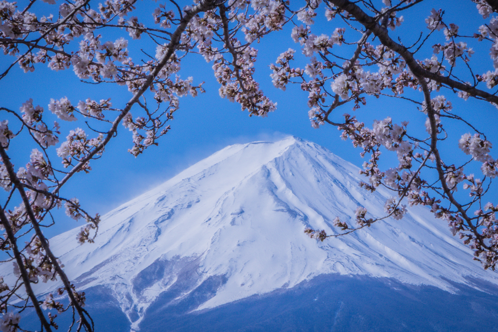 桜の中の日本一