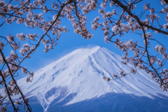 桜の中の日本一