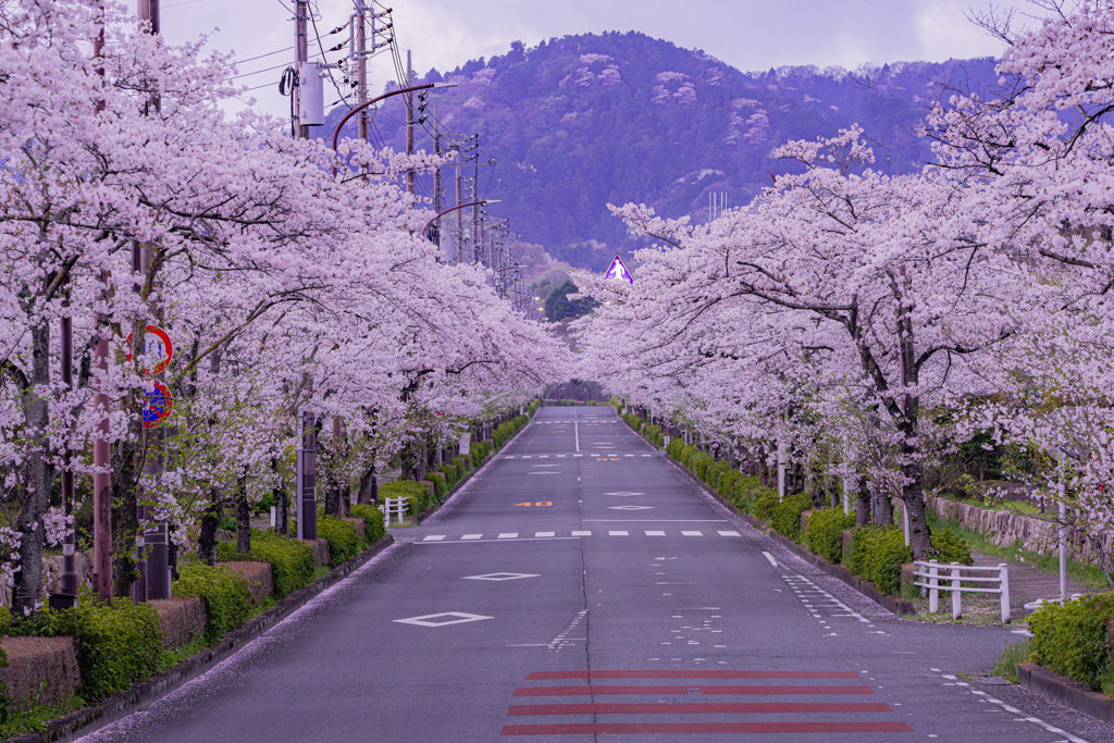 春の桜ロード2025