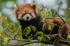 動物園の人気者　その１４