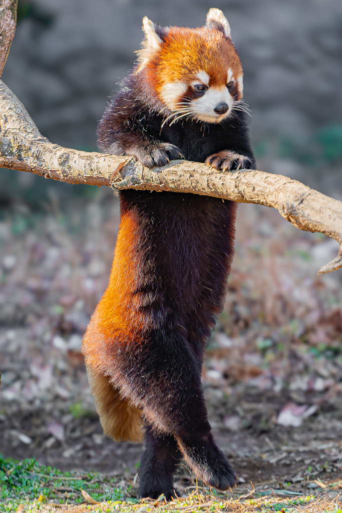 動物園の人気者　７７