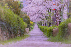 桜ロード…現れるのは一瞬