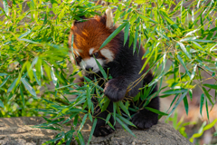 動物園の人気者　７２