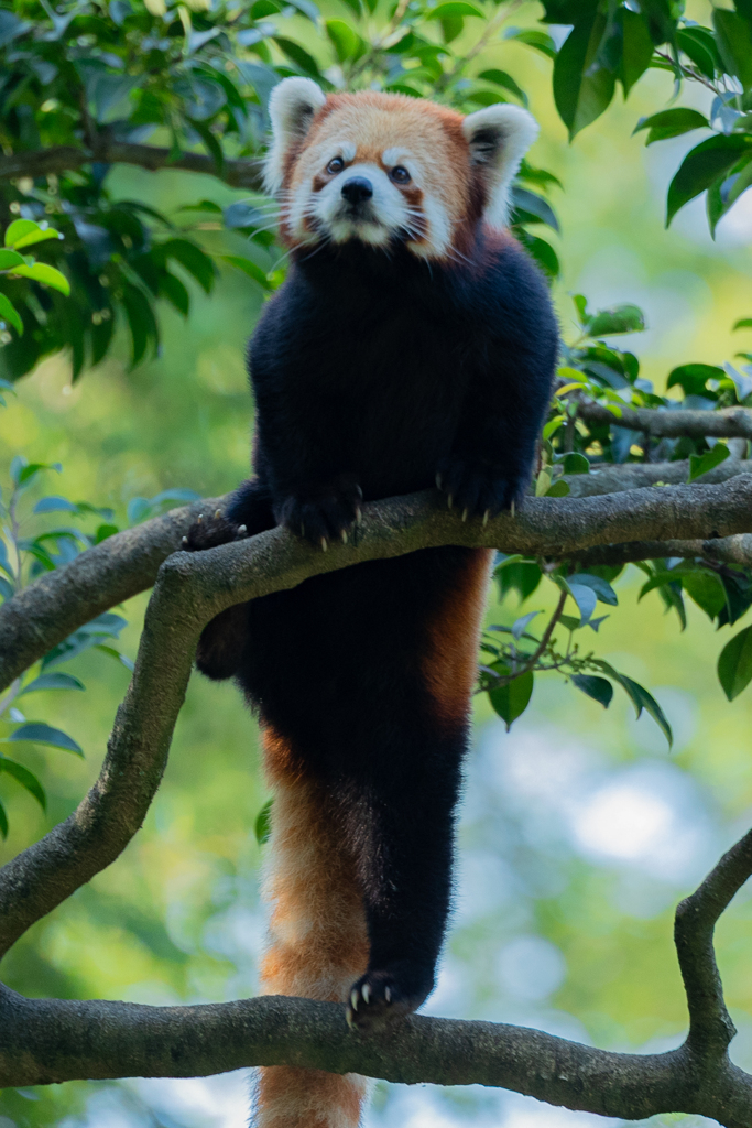動物園の人気者　その３８