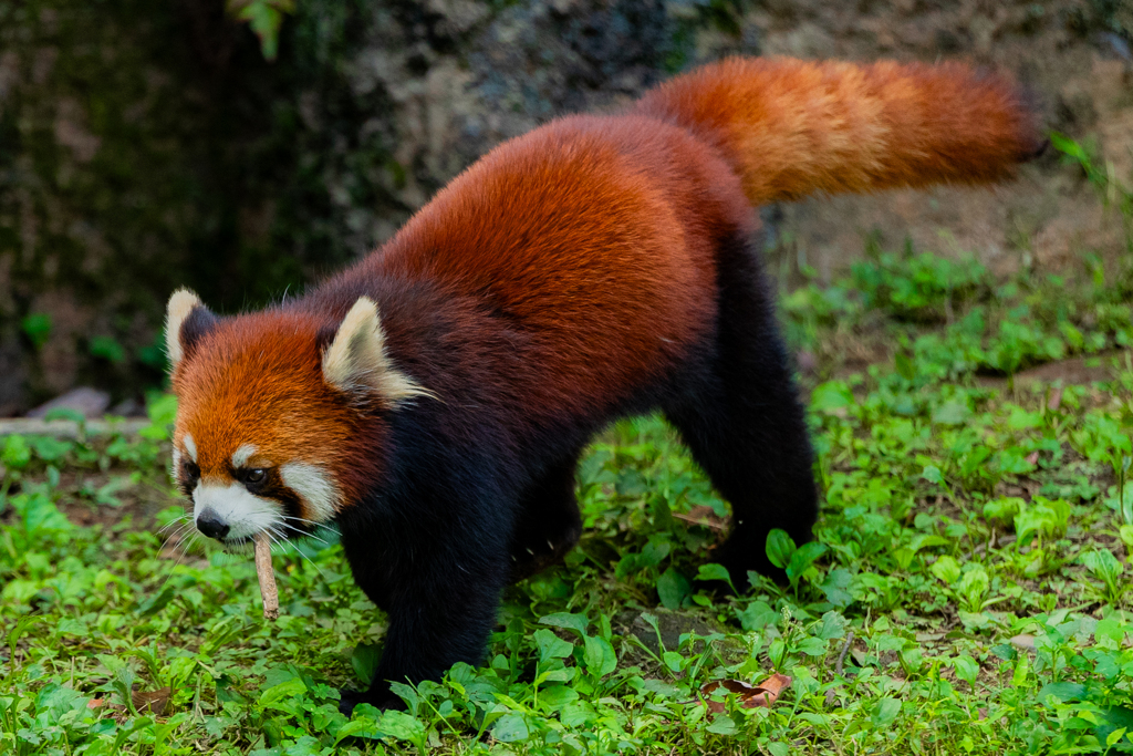 動物園の人気者　その５１