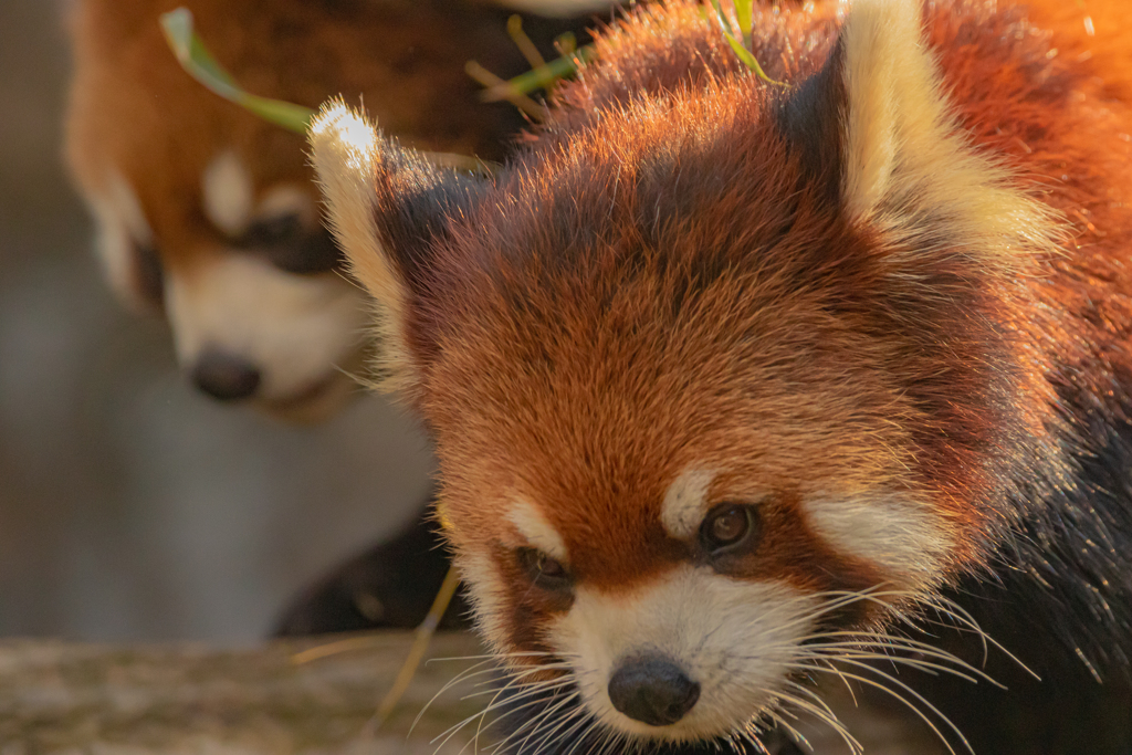 動物園の人気者　その９