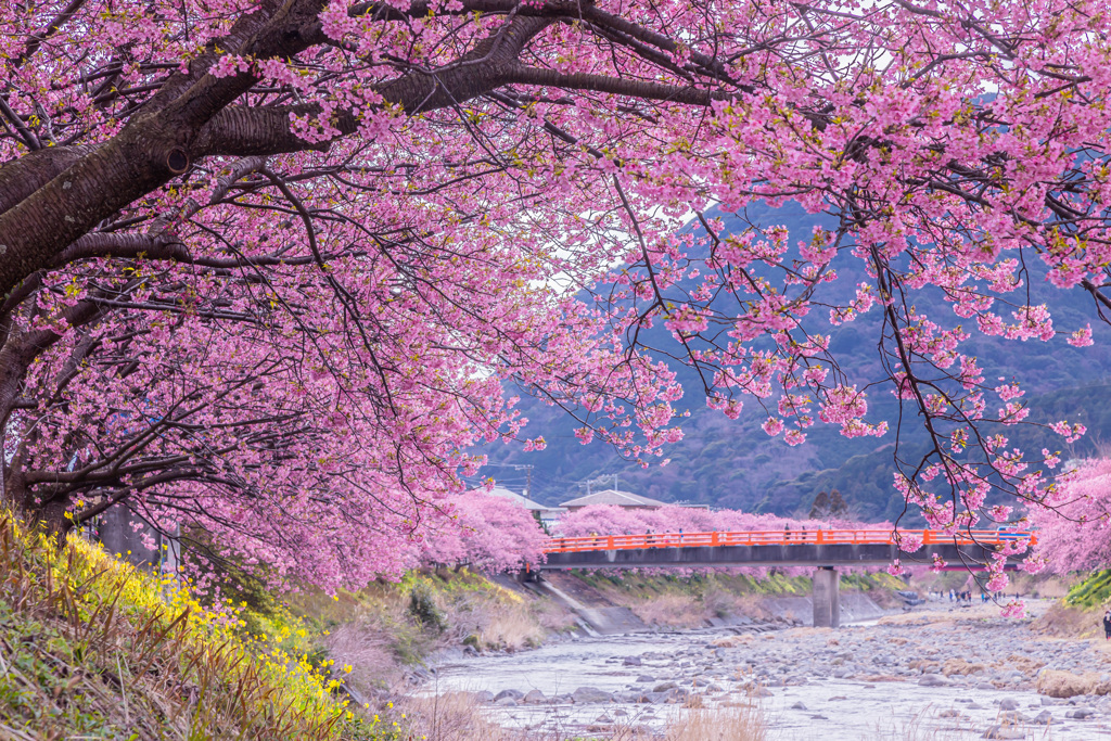 河津桜祭り2023