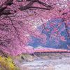 河津桜祭り2023