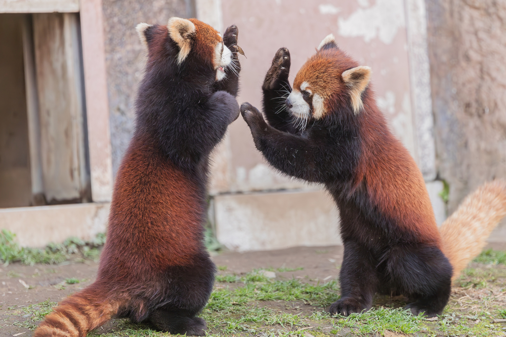 動物園の人気者　１０２