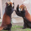 動物園の人気者　１０２