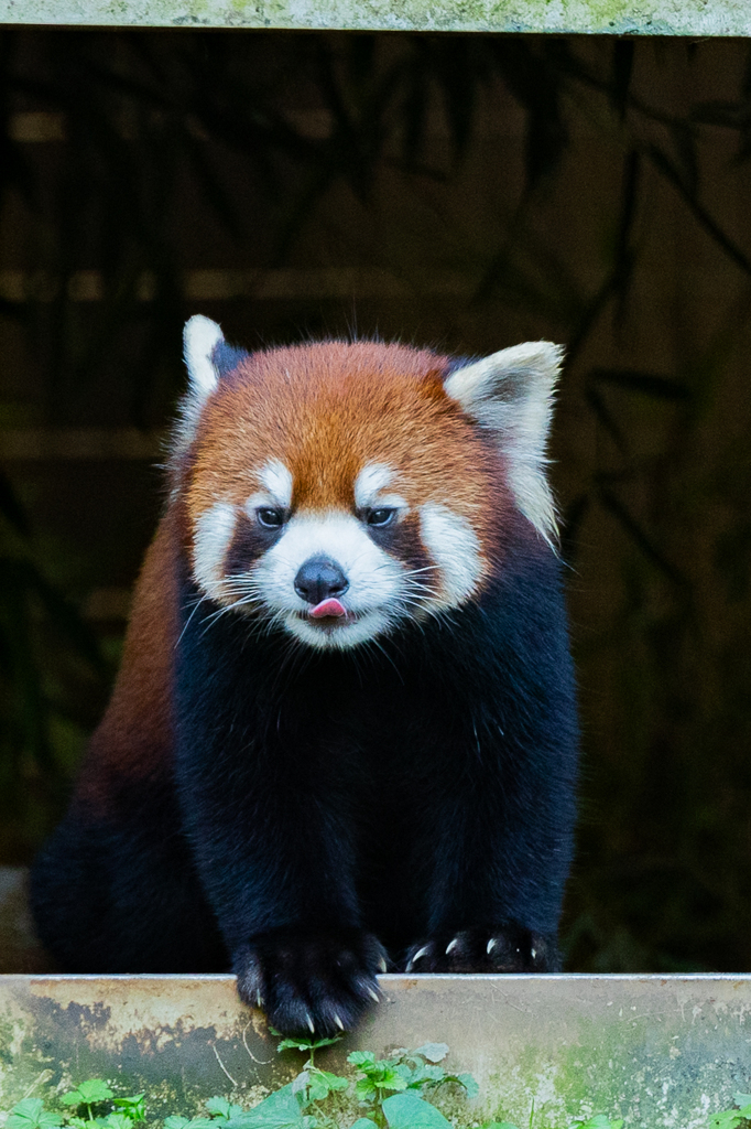 動物園の人気者　その２０