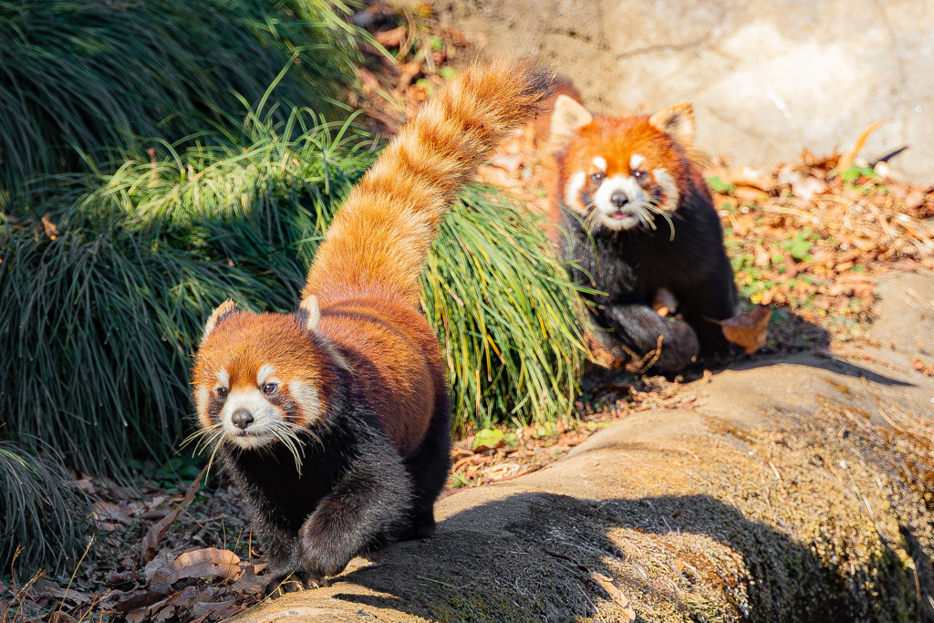 動物園の人気者　８９