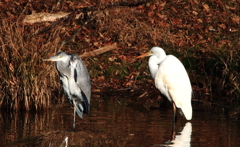 見つめ合う2人…