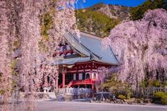 春の久遠寺