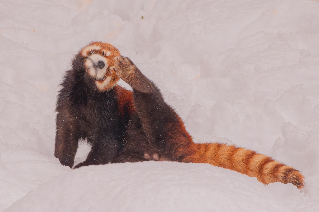動物園の人気者　９９