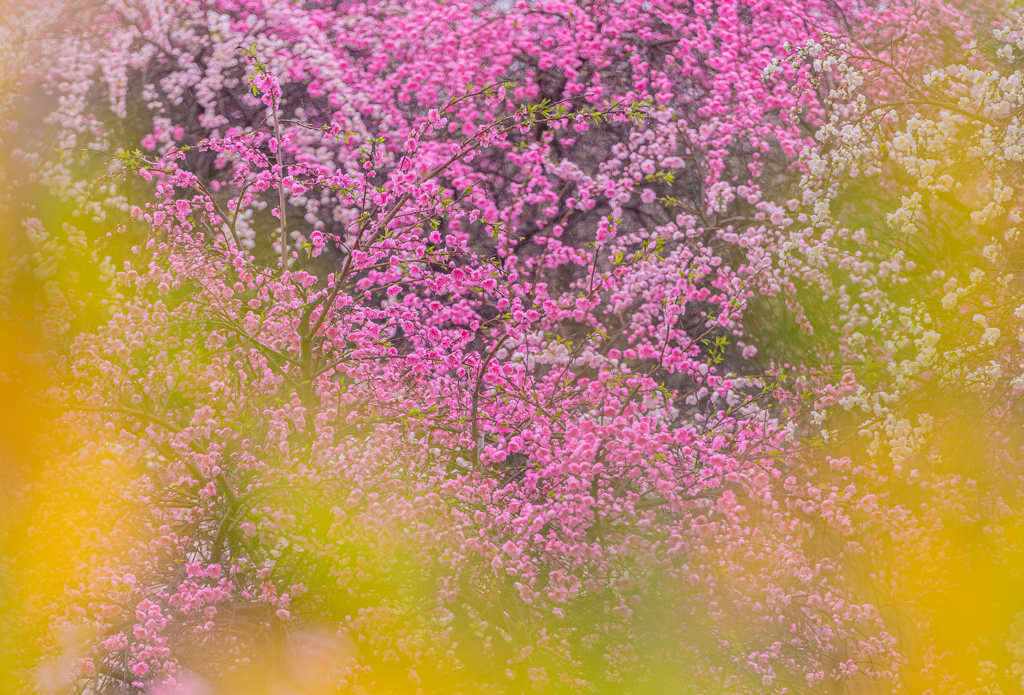 梅の世界に黄色が似合う…