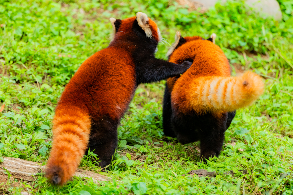 動物園の人気者　その５２