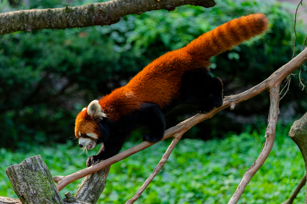 動物園の人気者　その１９