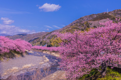 2月の桜並木