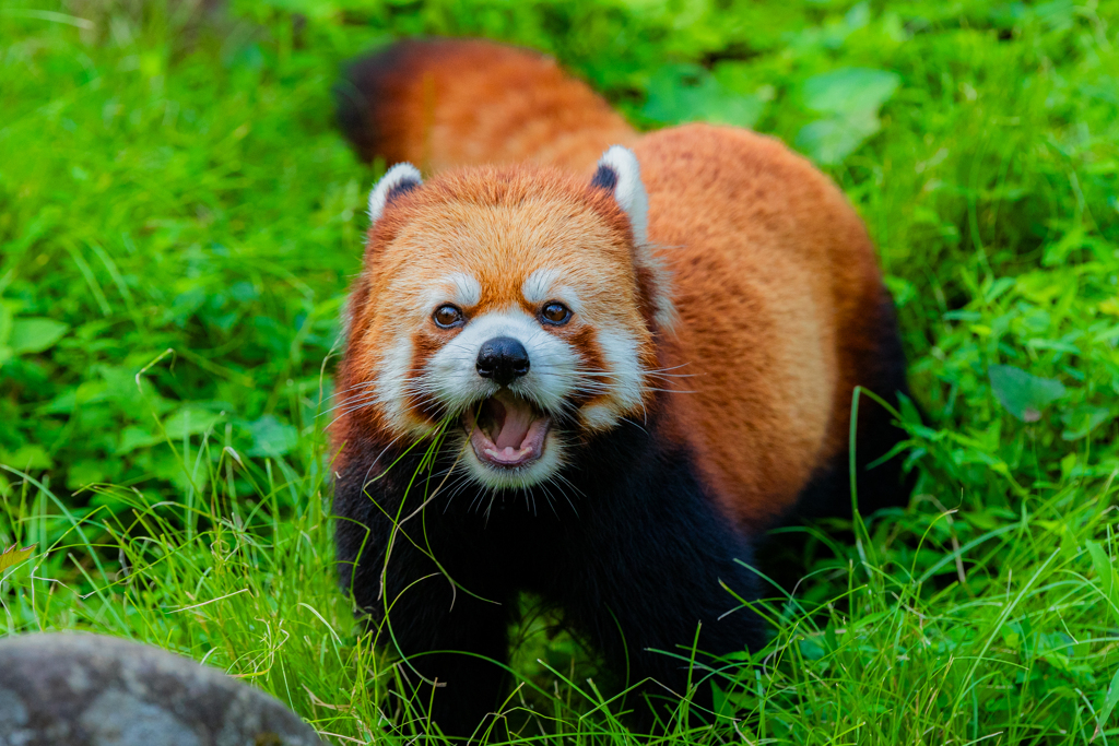 動物園の人気者　その２５