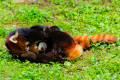 動物園の人気者　その４２