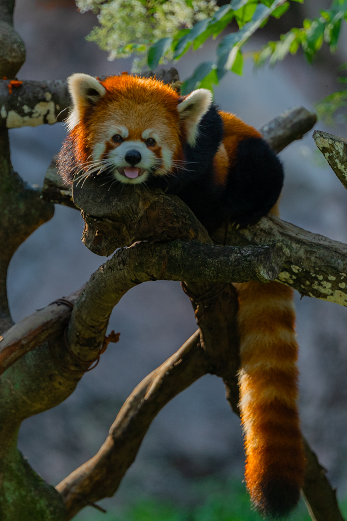 動物園の人気者　その２８