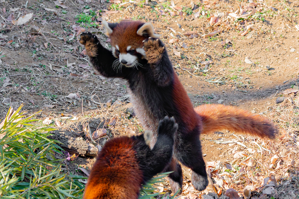 動物園の人気者　６１