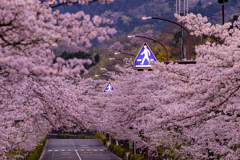 道路の上は桜が満開！！