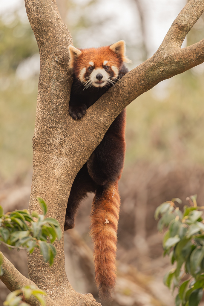 動物園の人気者　１０３