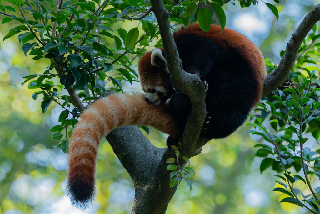 動物園の人気者　その３９