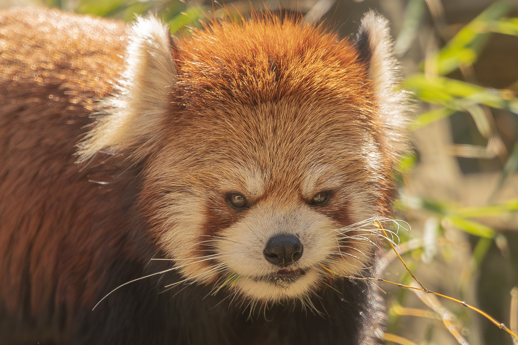 動物園の人気者　１０４